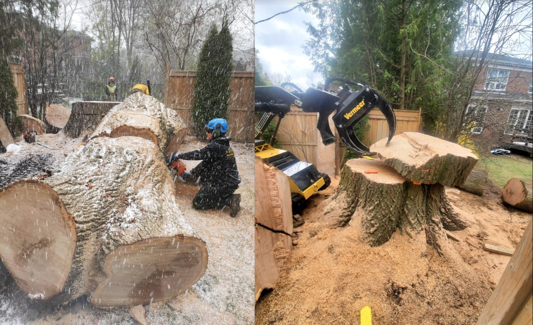 Professional Tree Cutting 