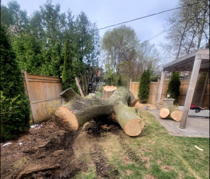 Chopped Tree