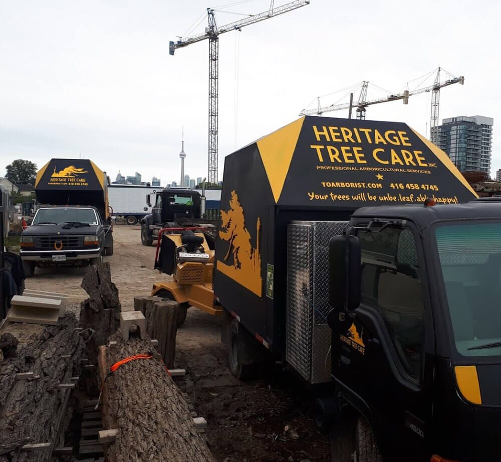 Tree Cutting Services Toronto