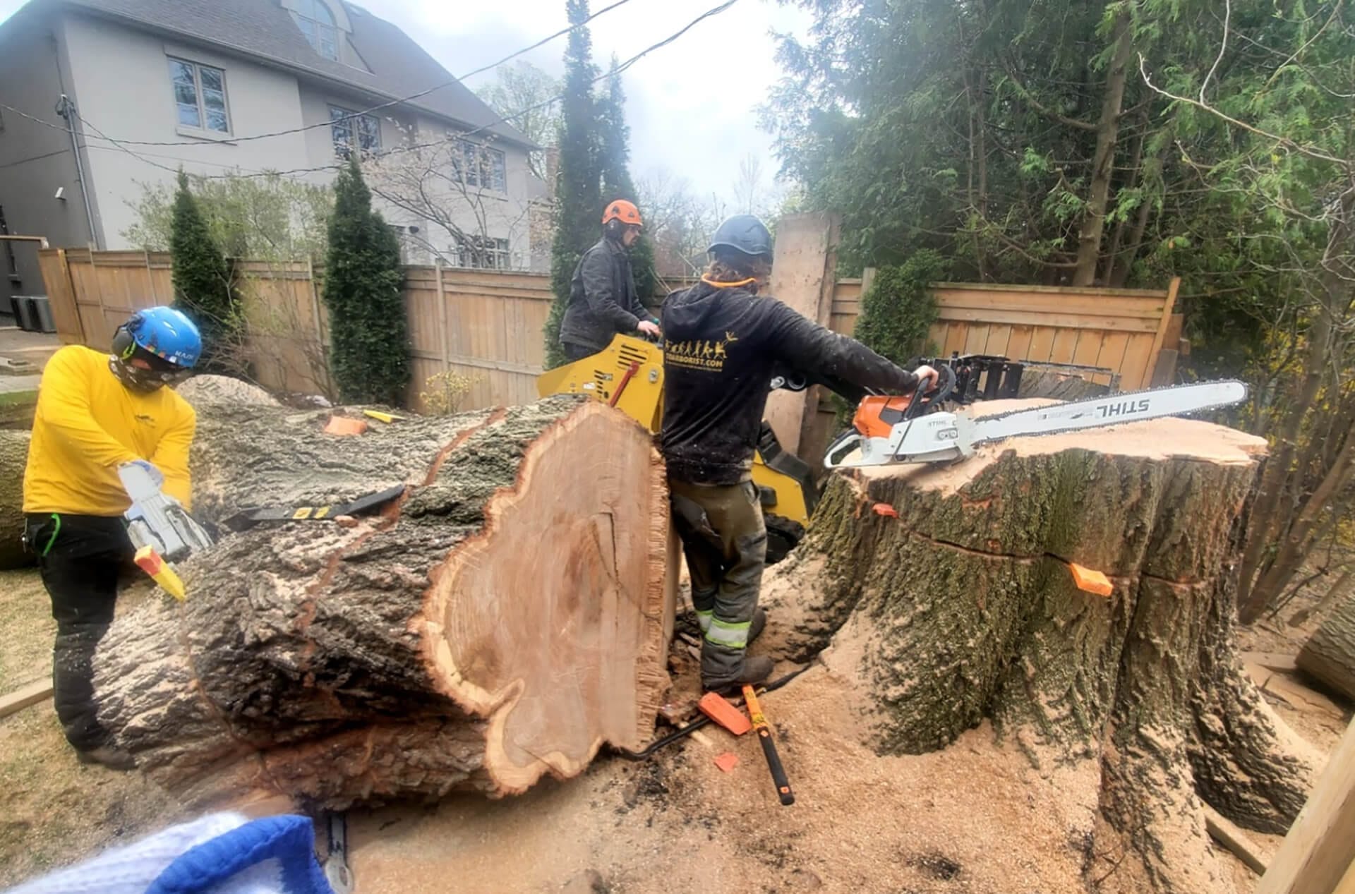 Tree Cutting by Professionals