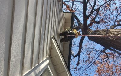 A Simple Guide to Oak Tree Care in Toronto, Ontario