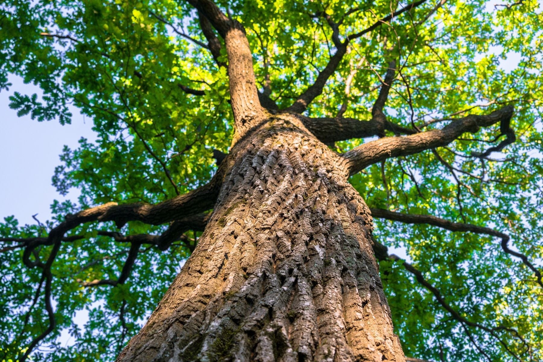 Oak Tree in Toronto