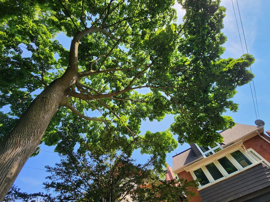 summer season tree
