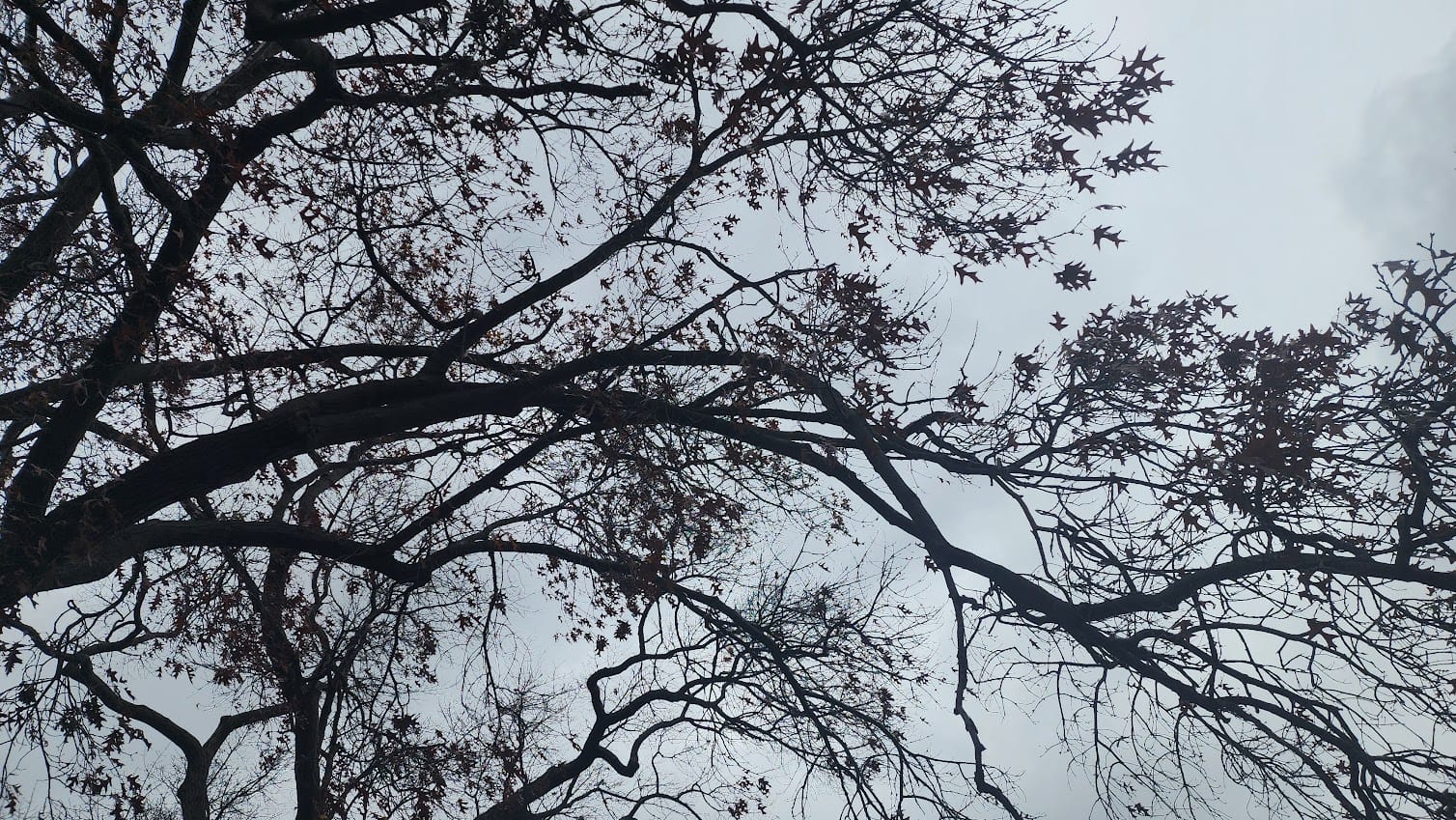 winter season tree