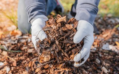The Benefits of Mulch