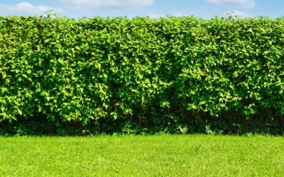 Understanding Hedges: A Brief History, Techniques, & Care