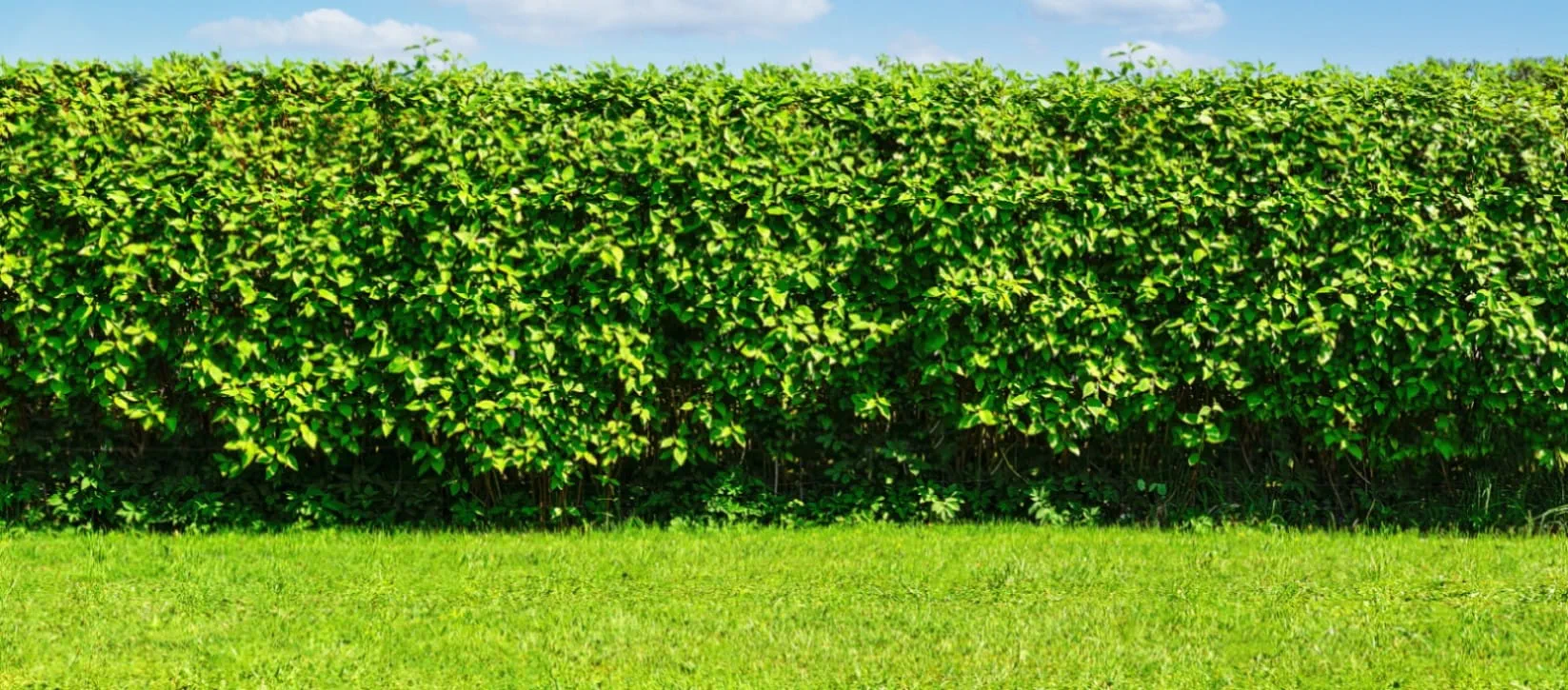 Hedge Trimming Toronto