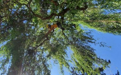Understanding Tree Terminology: Toronto Homeowners Edition