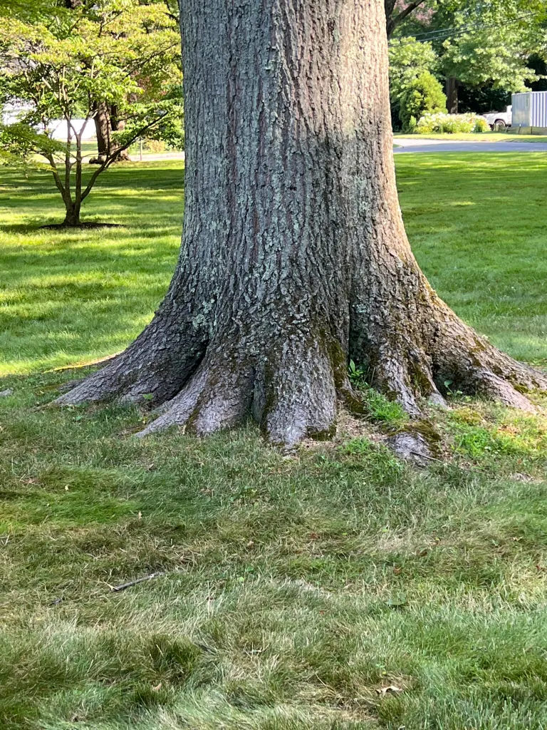 Trunk Tree