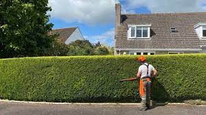 Man Providing Hedge Trimming Service