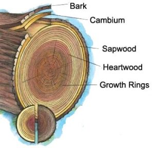 tree terminology