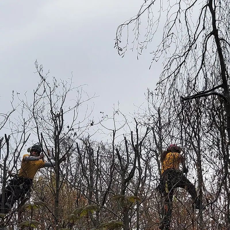Hedge Trimming Services Toronto