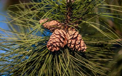How to Identify and Prevent Lodgepole Pine Diseases