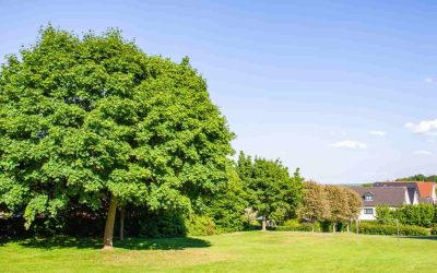 What to Do If Your Neighbor’s Tree Is Growing Over Your Property