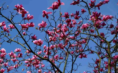 Pros and Cons of Redbud Trees for Residential Yards