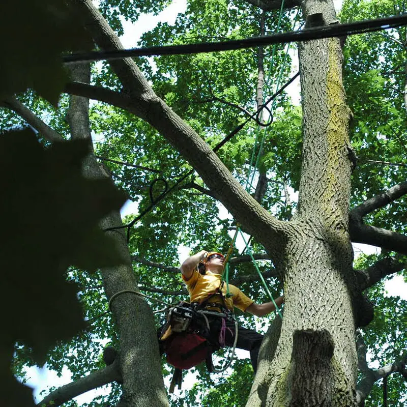 Toronto Tree Cabling