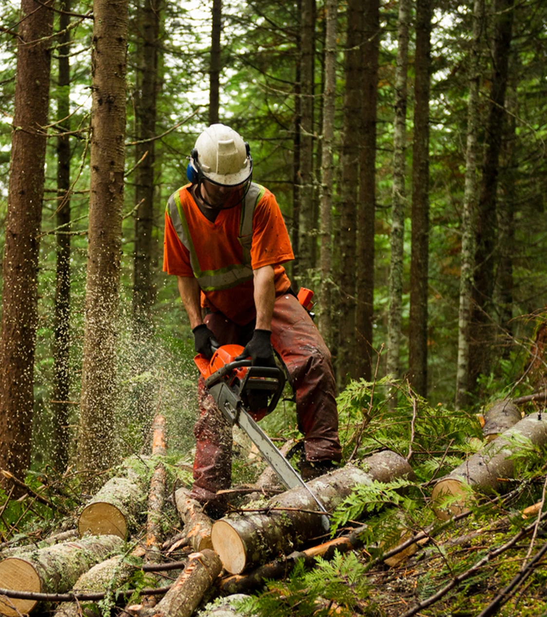 Arborists Toronto